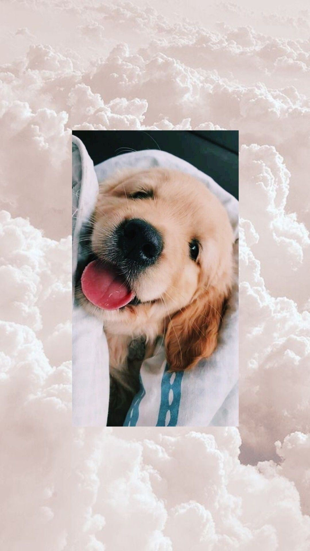  Süße Tier Hintergrundbild 1080x1920. Weinhold Leamarie on Hintergrund iphone. Cute dog wallpaper, Cute animal photo, Cute dogs and puppies