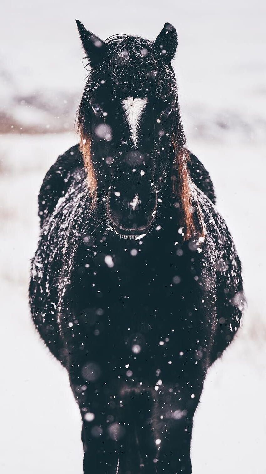 Pferde Im Schnee Hintergrundbild 850x1512. Black horse in the snow. Friesenpferde, Pferde im schnee, Pferde tapete HD wallpaper