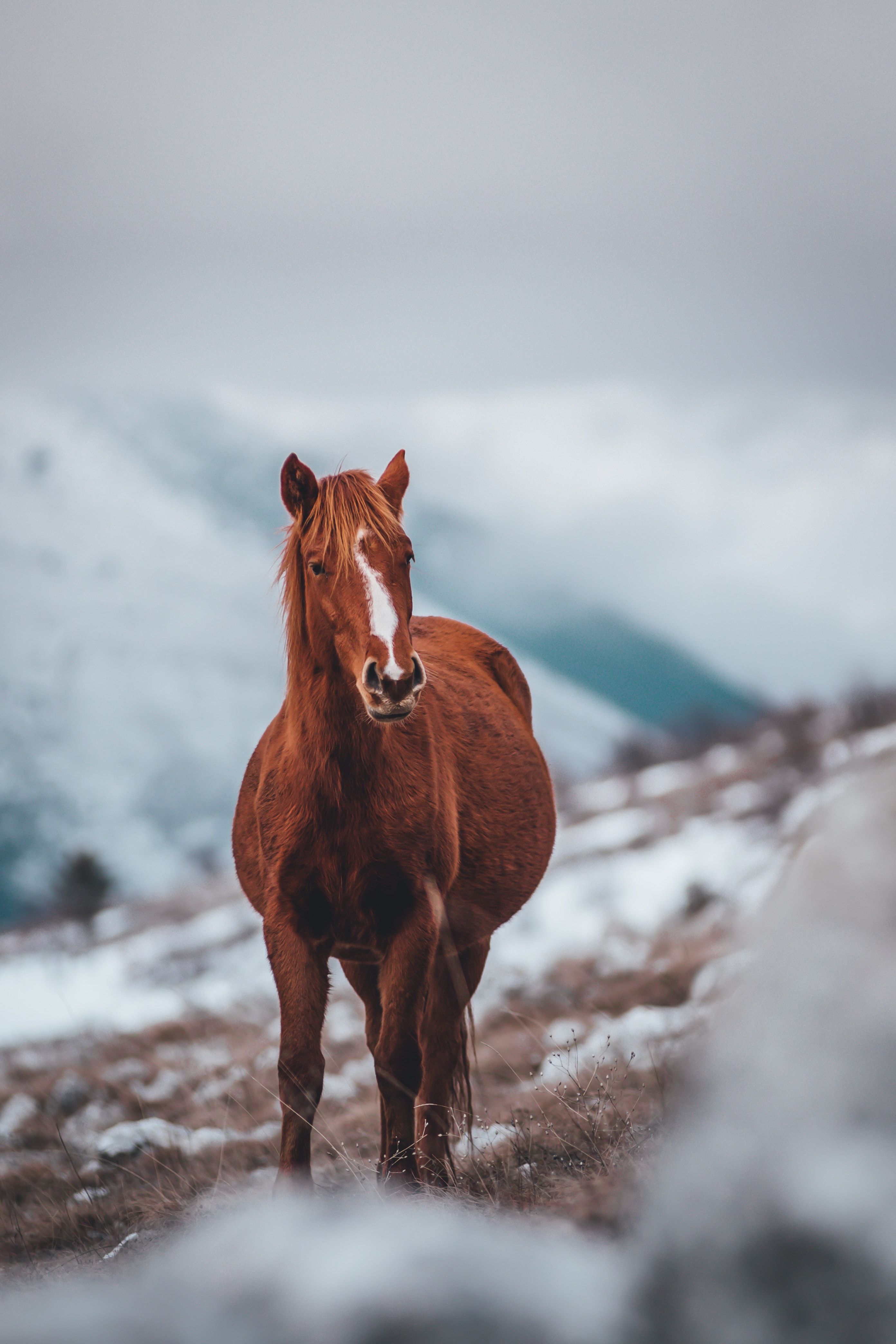  Pferde Im Schnee Hintergrundbild 2784x4176. Flaches Fokusfoto Des Braunen Pferdes · Kostenloses Stock Foto