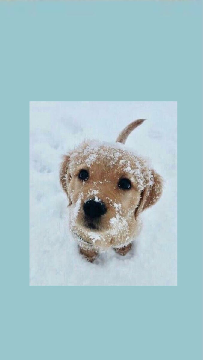  Hunde Hintergrundbild 678x1200. Wallpaper Welpe im Schnee. Hintergrundbilder hunde, Süße tiere, Süße hunde welpen