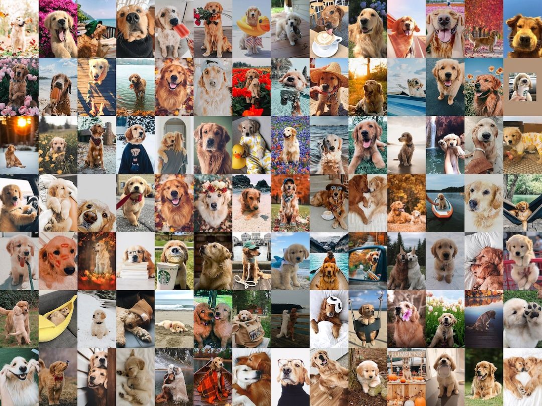  Hund Hintergrundbild 1080x810. Stück Lustiges Hunde Wandcollage Kit Golden Retriever Österreich