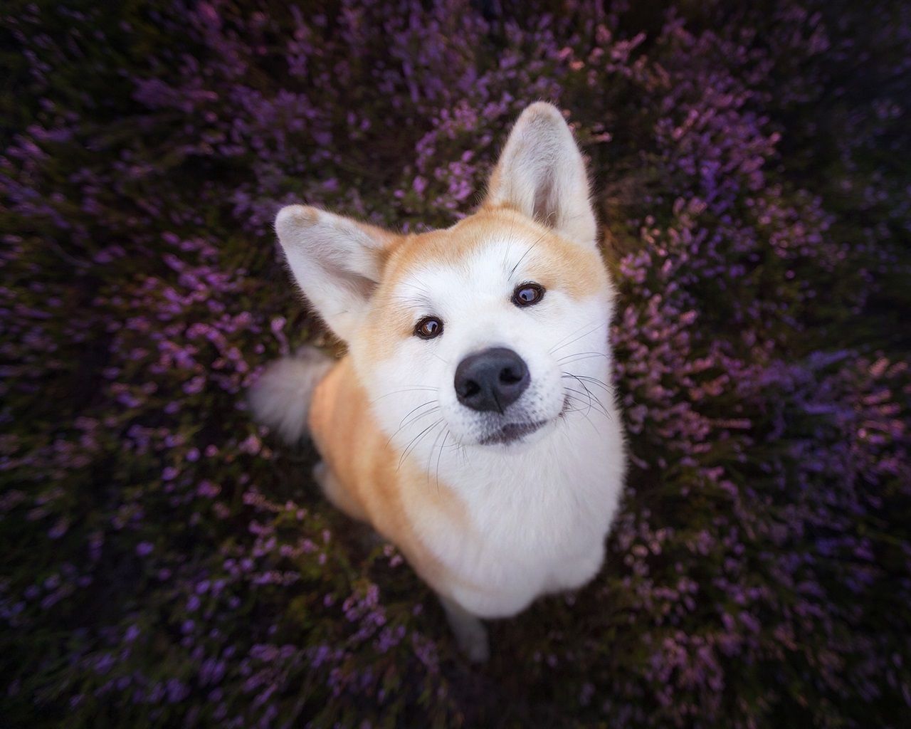  Hunde Hintergrundbild 1280x1024. Hund Kopf oben, Blick auf Sie, Blumen Hintergrund 1920x1200 HD Hintergrundbilder, HD, Bild