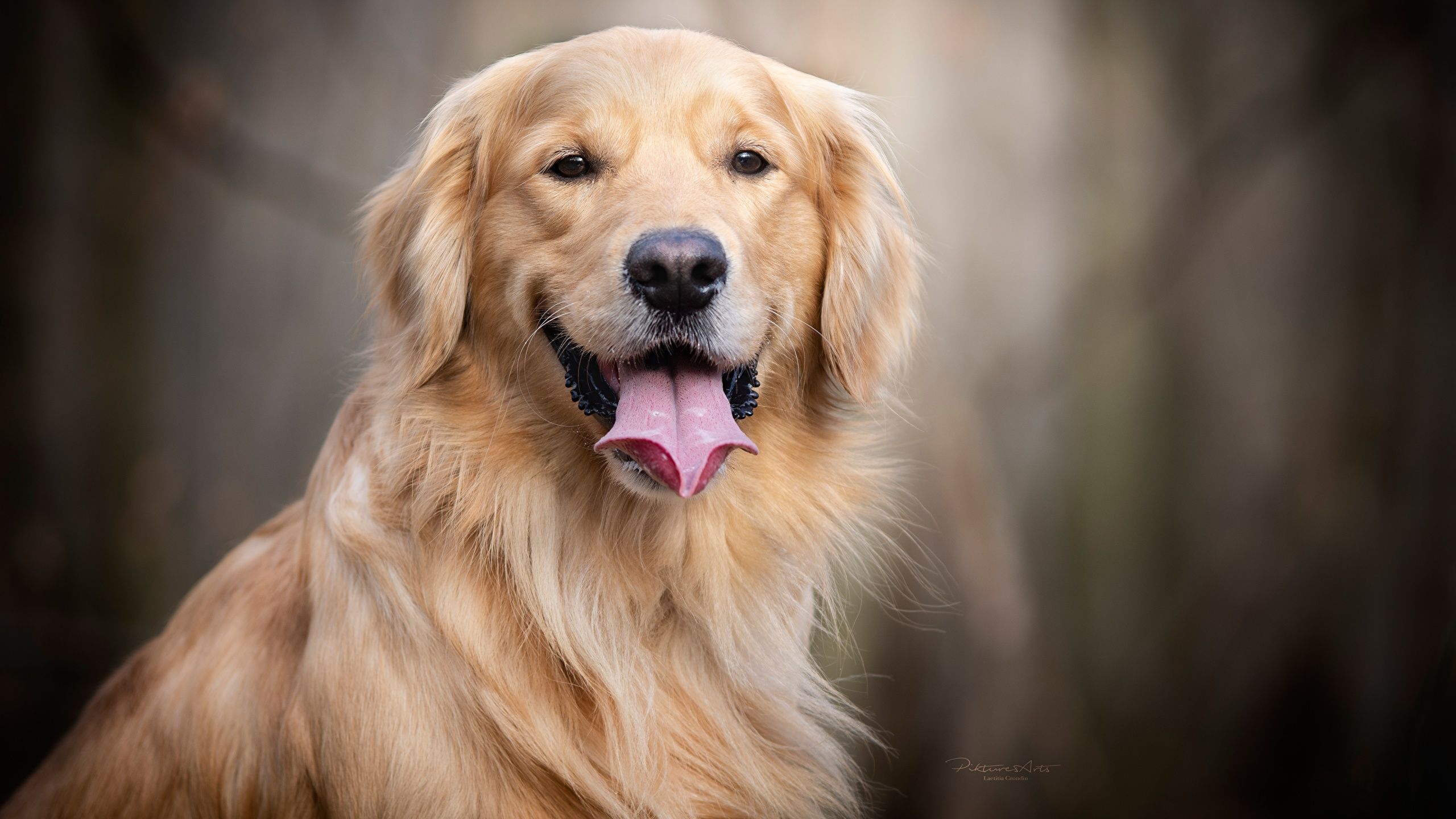  Hund Hintergrundbild 2560x1440. Desktop Hintergrundbilder Golden Retriever Hunde Zunge 2560x1440