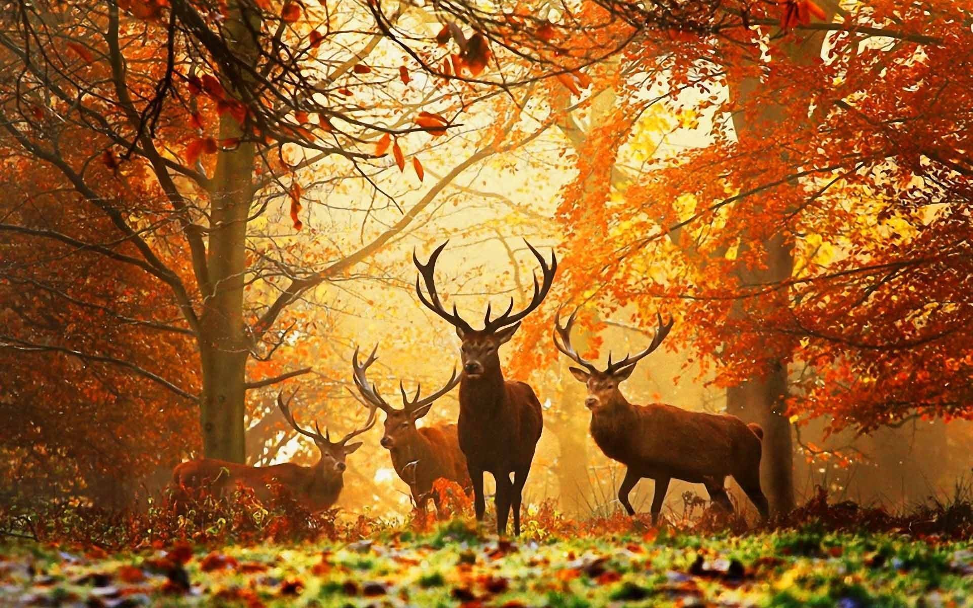  Tiere Hintergrundbild 1920x1200. HD Desktop Wallpaper: Herbst, Wild, Tiere Kostenloses Bild Herunterladen