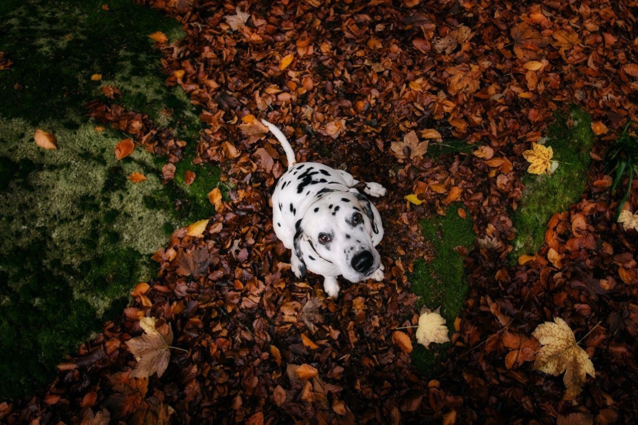  Hund Hintergrundbild 1280x854. Bilder von Dalmatiner hund Blatt Herbst Blick Tiere