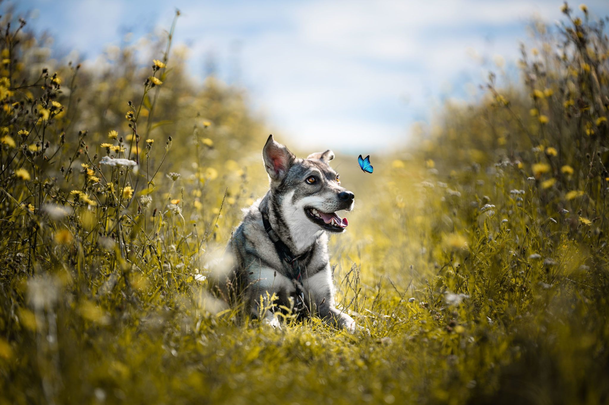  Hund Hintergrundbild 2048x1363. Hundefotografie und ihr individueller Charakter