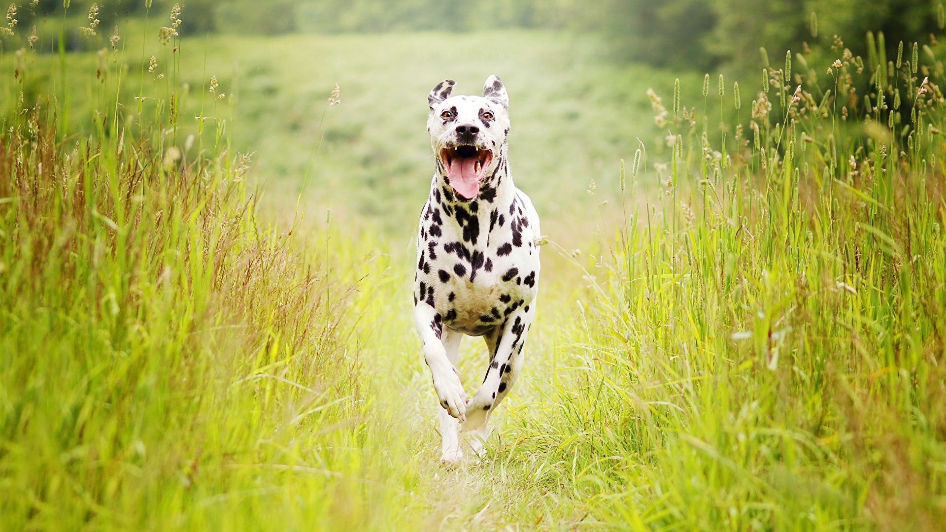  Hunde Hintergrundbild 1920x1080. Foto Dalmatiner hund Lauf Gras Tiere 1920x1080