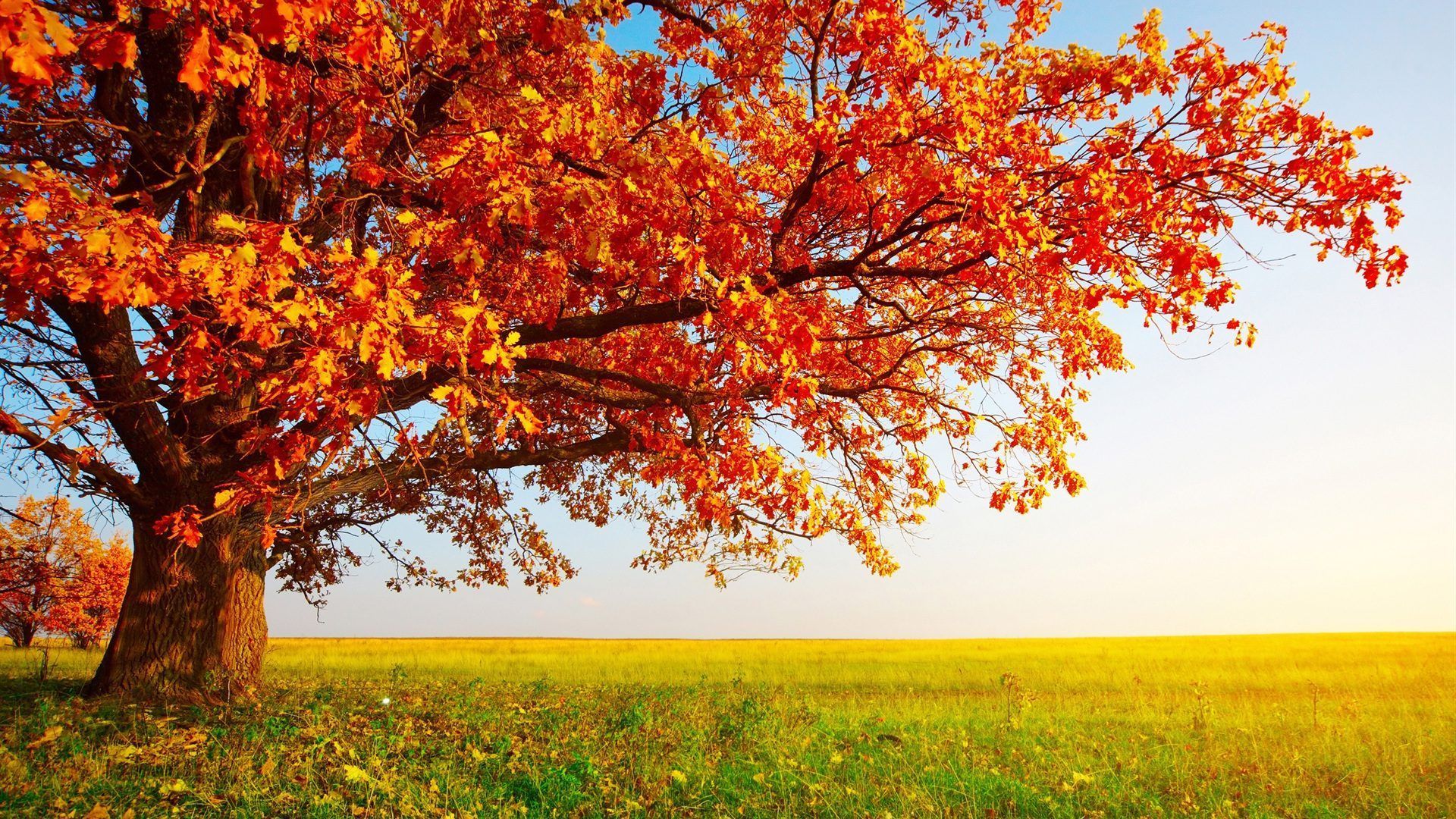 Herbst Kostenlos Hintergrundbild 1920x1080. Herbst Hintergrundbilder