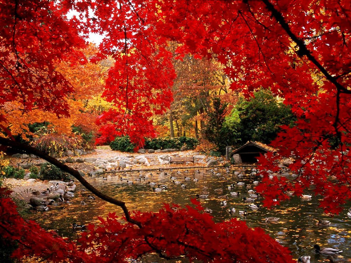 Herbst Kostenlos Hintergrundbild 1200x900. Natur, Herbst, Rote Hintergrundbild. Download kostenlose Hintergründe