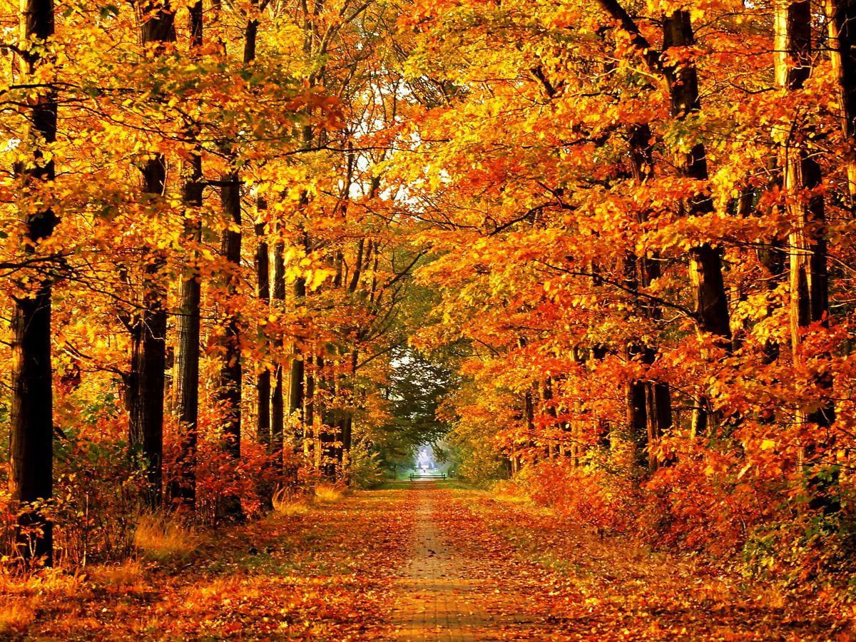  Herbstliche Hintergrundbild 1200x900. 4K Hintergrundbilder Herbst