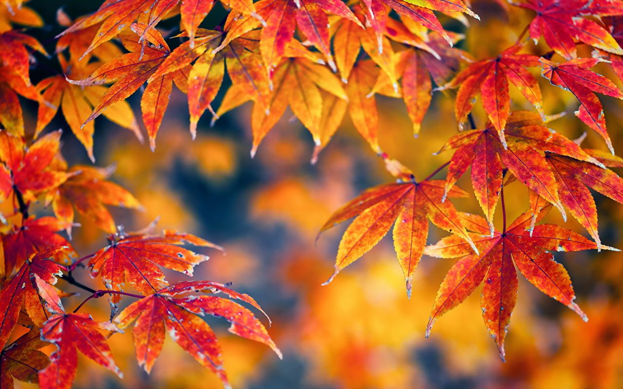 Herbst Kostenlos Hintergrundbild 1280x800. Foto Blattwerk Natur Herbst