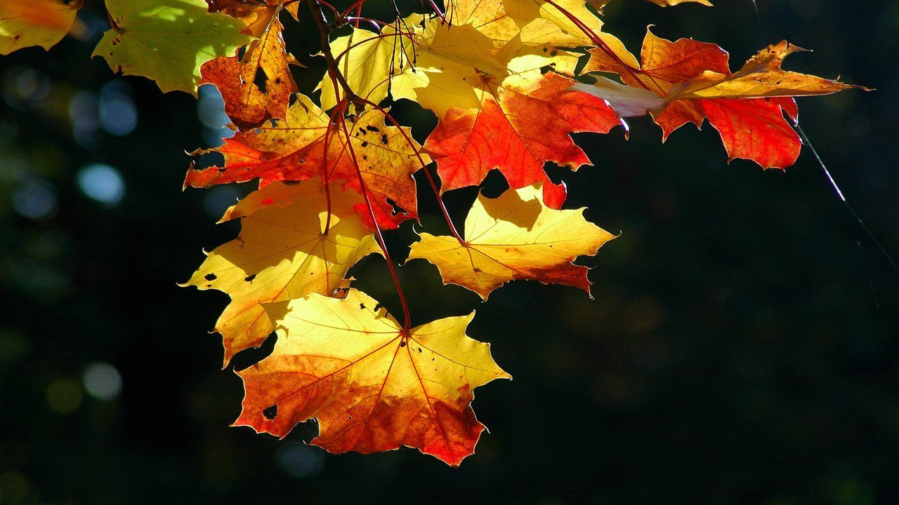 Herbst Kostenlos Hintergrundbild 1280x720. Download Hintergrundbild natur, blätter, flyer, herbst, schöne tapete die Auflösung 1280x720