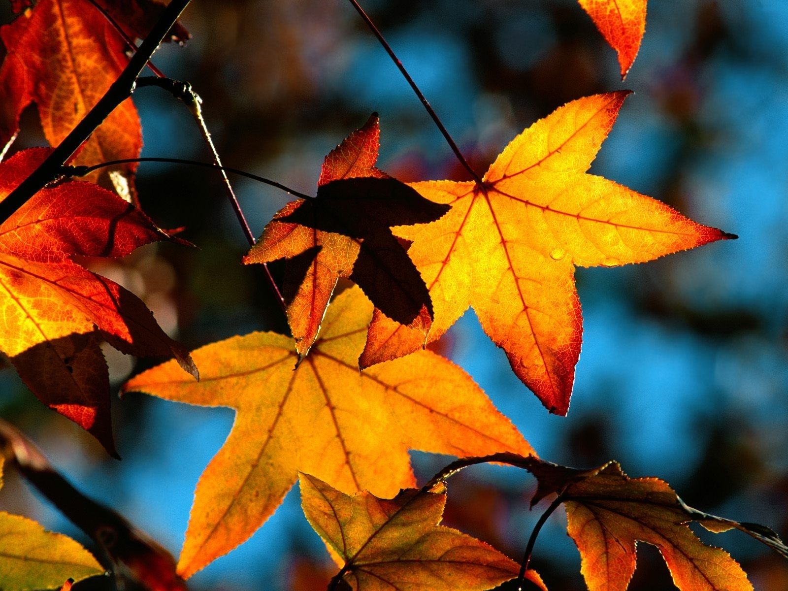 Herbst Kostenlos Hintergrundbild 1600x1200. Hintergrundbild für Handys: Blätter, Pflanzen, Herbst, 4530 Bild kostenlos herunterladen