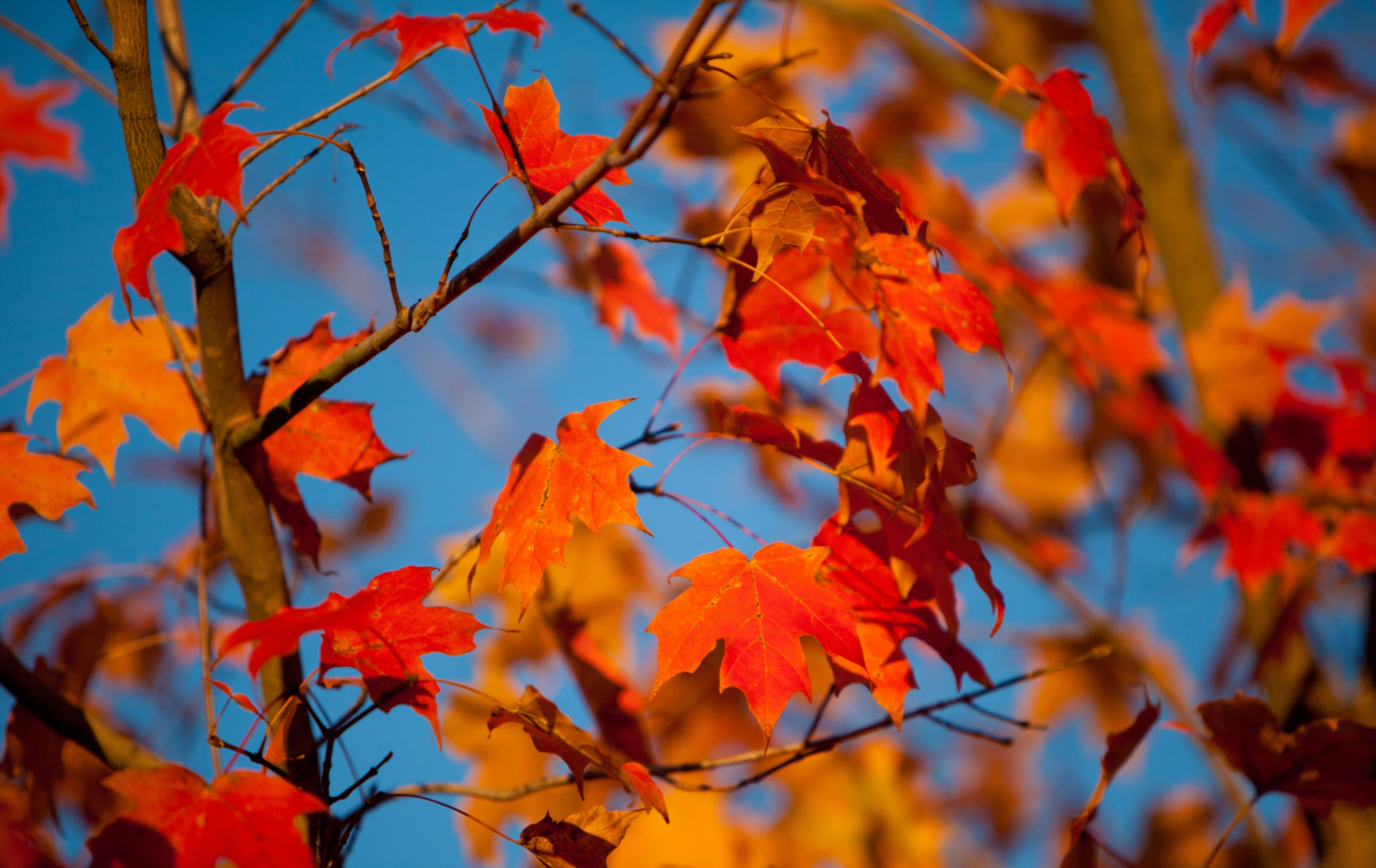 Herbst Kostenlos Hintergrundbild 5120x3232. Kostenlose Hintergrundbilder Herbst Blätter, Herbst, Herbst Blatt, Farbe, Blatt, Branch, Bilder Für Ihren Desktop Und Fotos