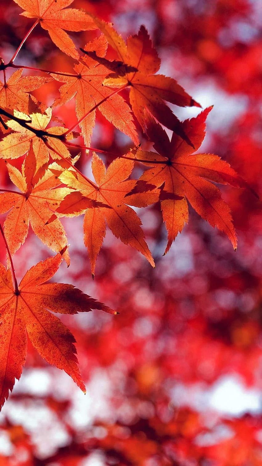 Herbst Kostenlos Hintergrundbild 850x1511. Herbst HD phone wallpaper