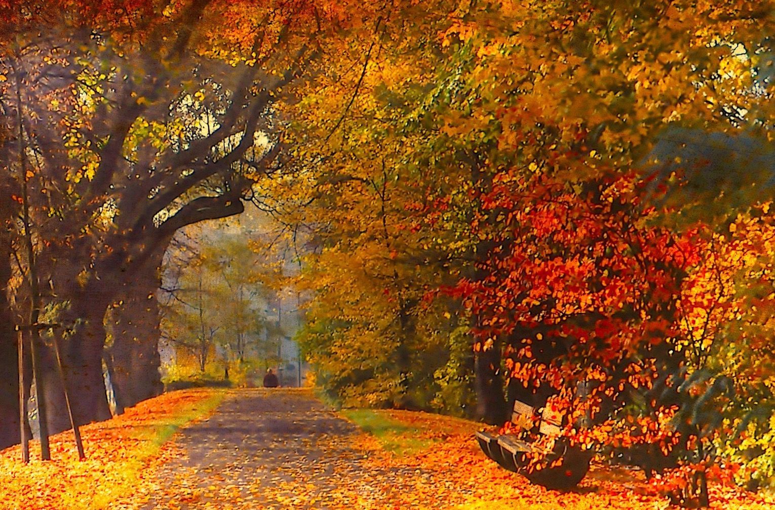 Herbst Kostenlos Hintergrundbild 1530x1007. Allee im Herbst. Herbst bilder, Herbst gemälde, Herbst bilder kostenlos