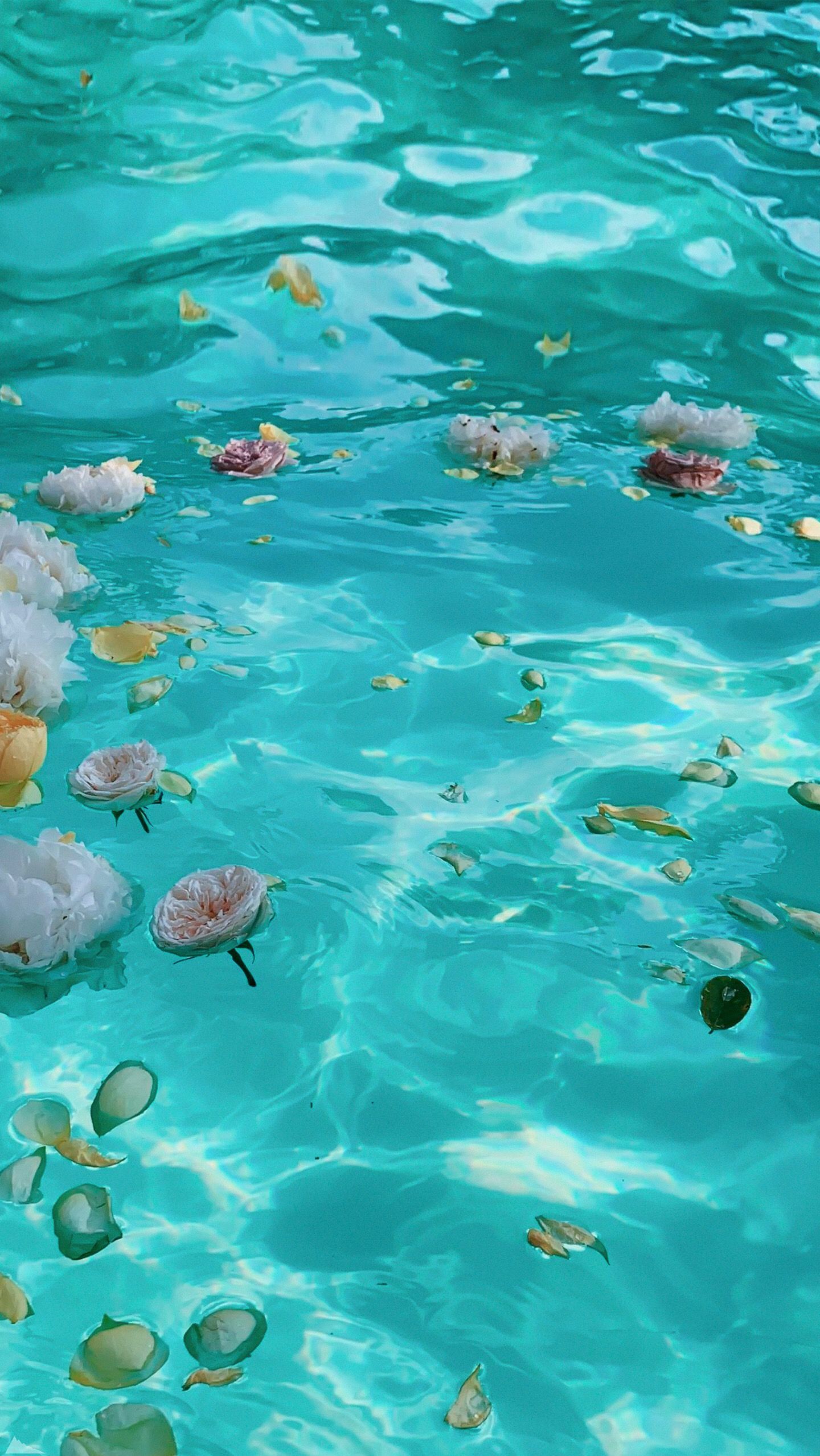  Wasser Hintergrundbild 1440x2558. Flowers in the water. Fotografía del océano, Paisaje marino, Papel mural de playa