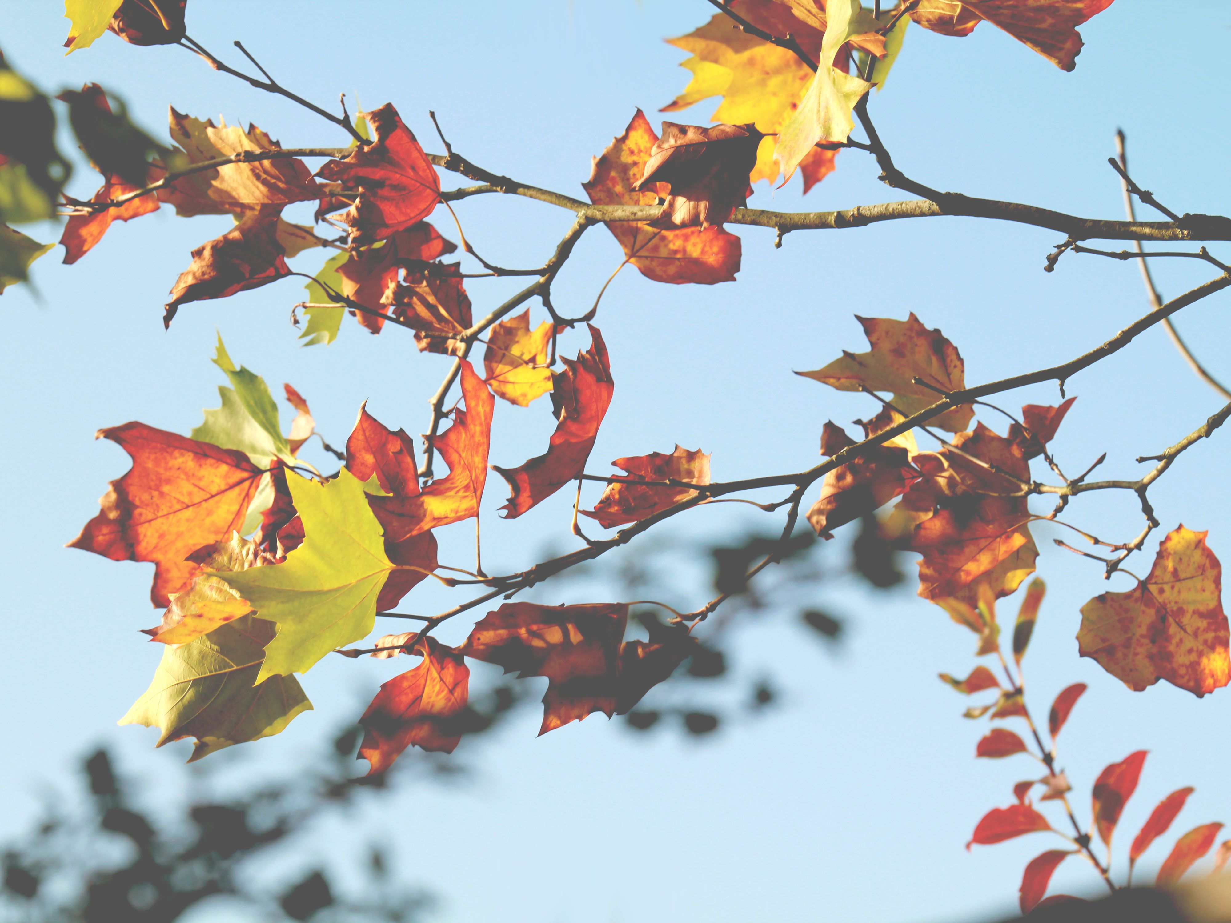 Herbst Kostenlos Hintergrundbild 4000x3000. Blätter- und Herbsttexturen kostenlos