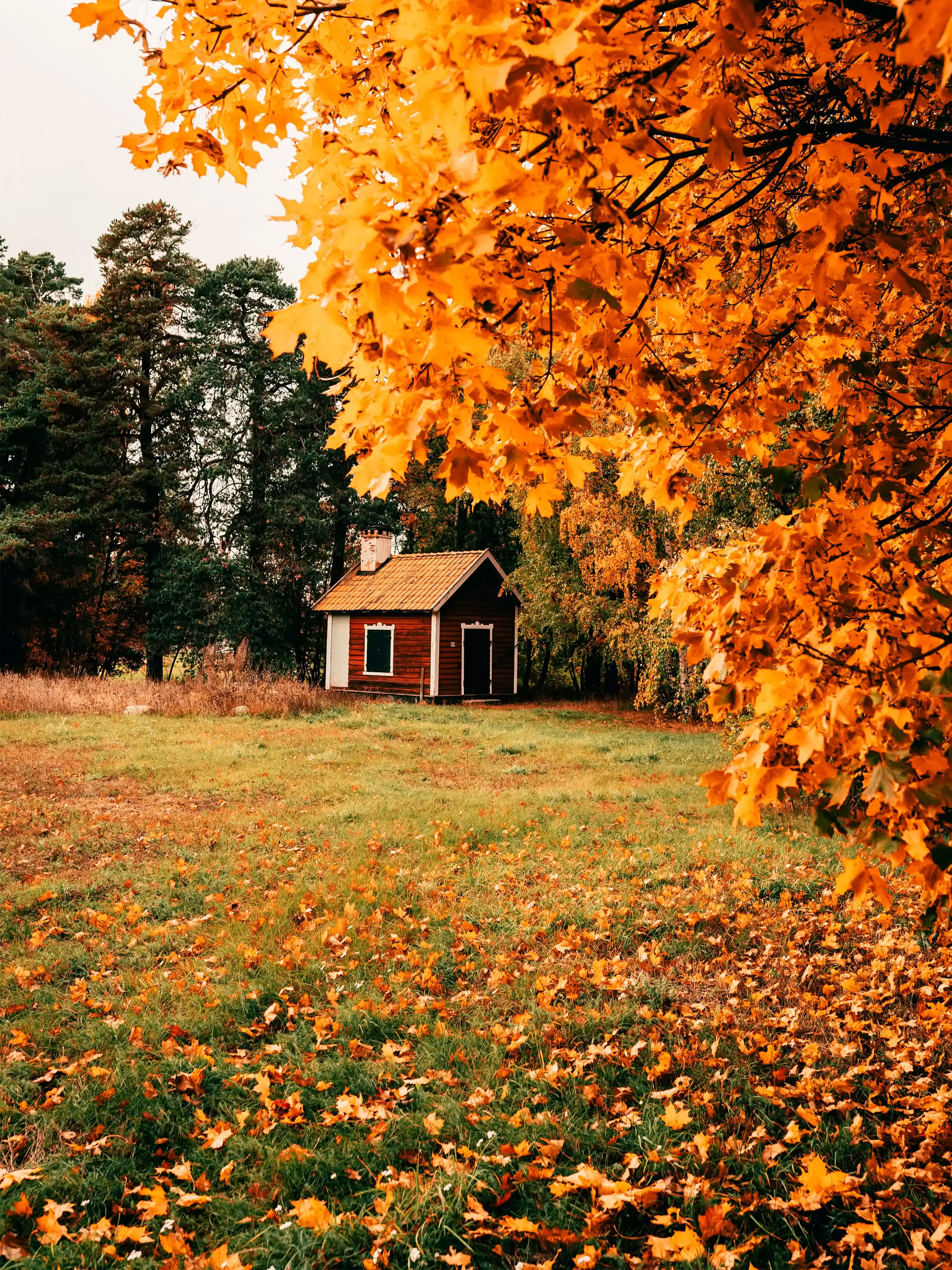 Herbst Kostenlos Hintergrundbild 2880x3840. Feld im Herbst Hintergrundbild