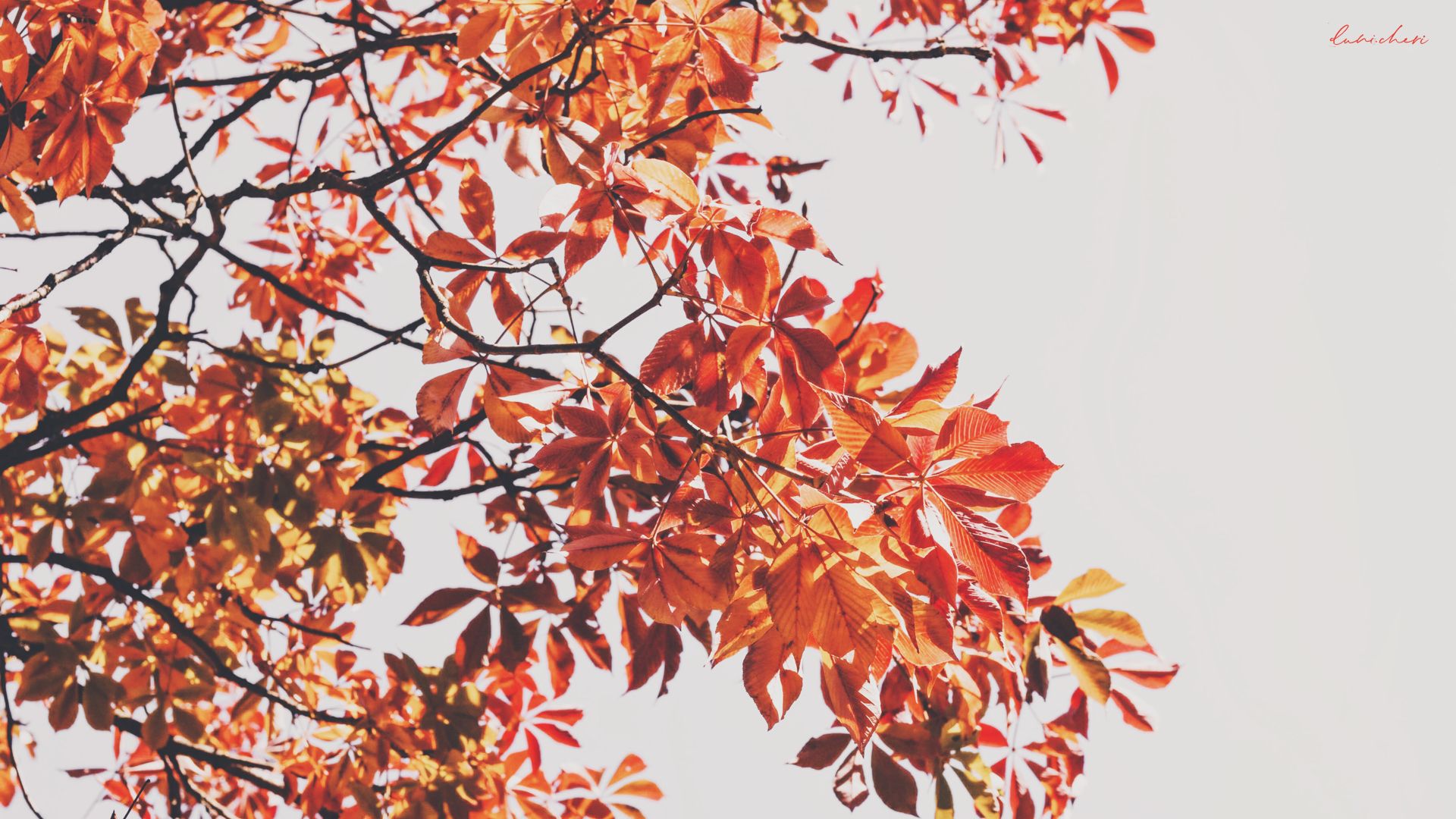 Herbst Kostenlos Hintergrundbild 1920x1080. Free Autumn Wallpaper