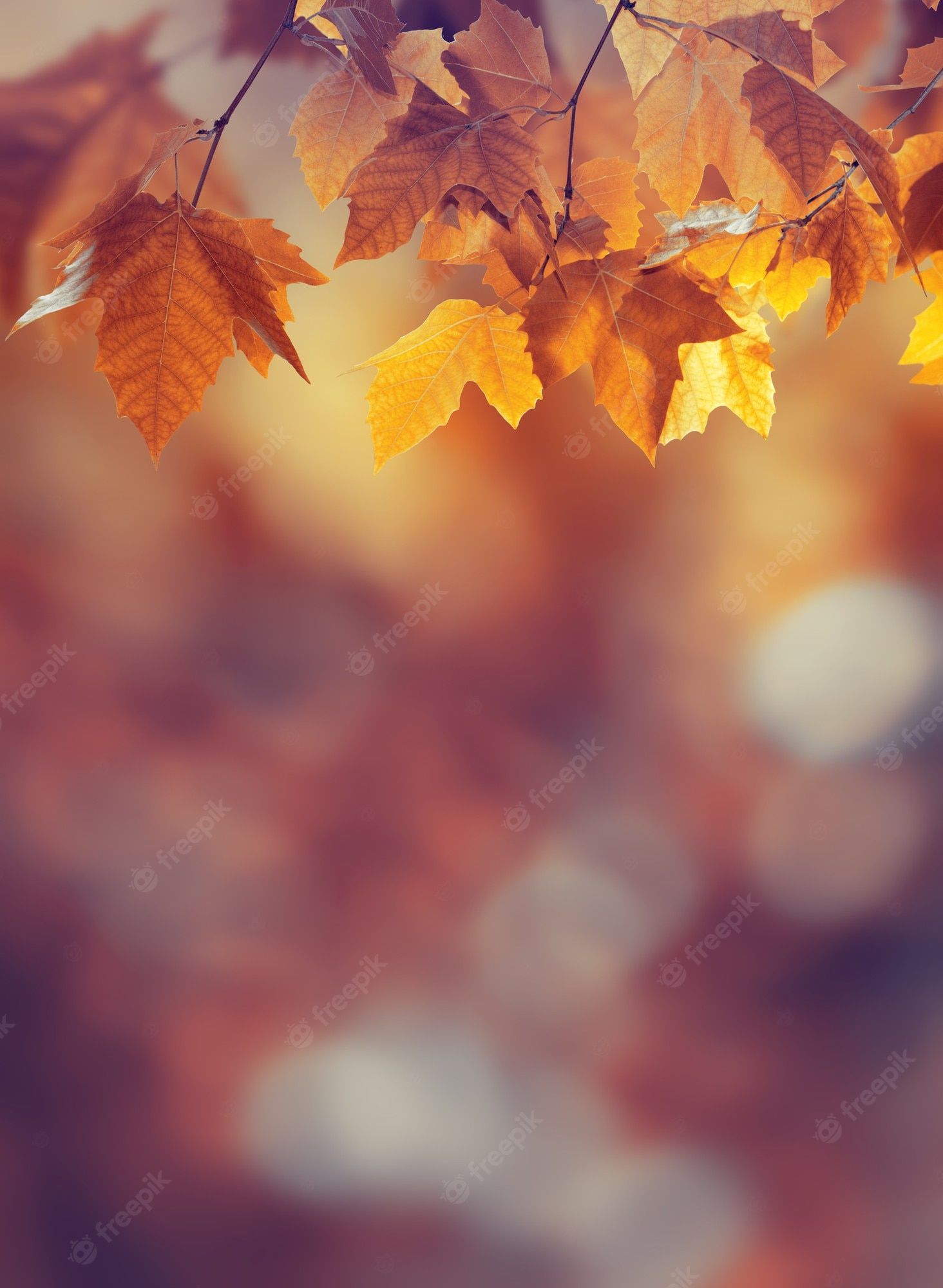Herbst Kostenlos Hintergrundbild 1464x2000. Fotos Wallpaper, Über 62.000 hochqualitative kostenlose Stockfotos