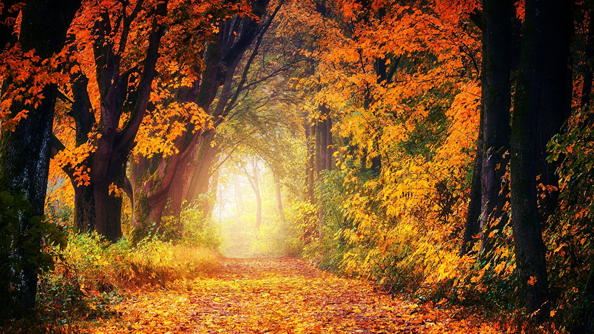 Herbst Kostenlos Hintergrundbild 1920x1080. Bilder Blatt Weg Natur Herbst Bäume 1920x1080