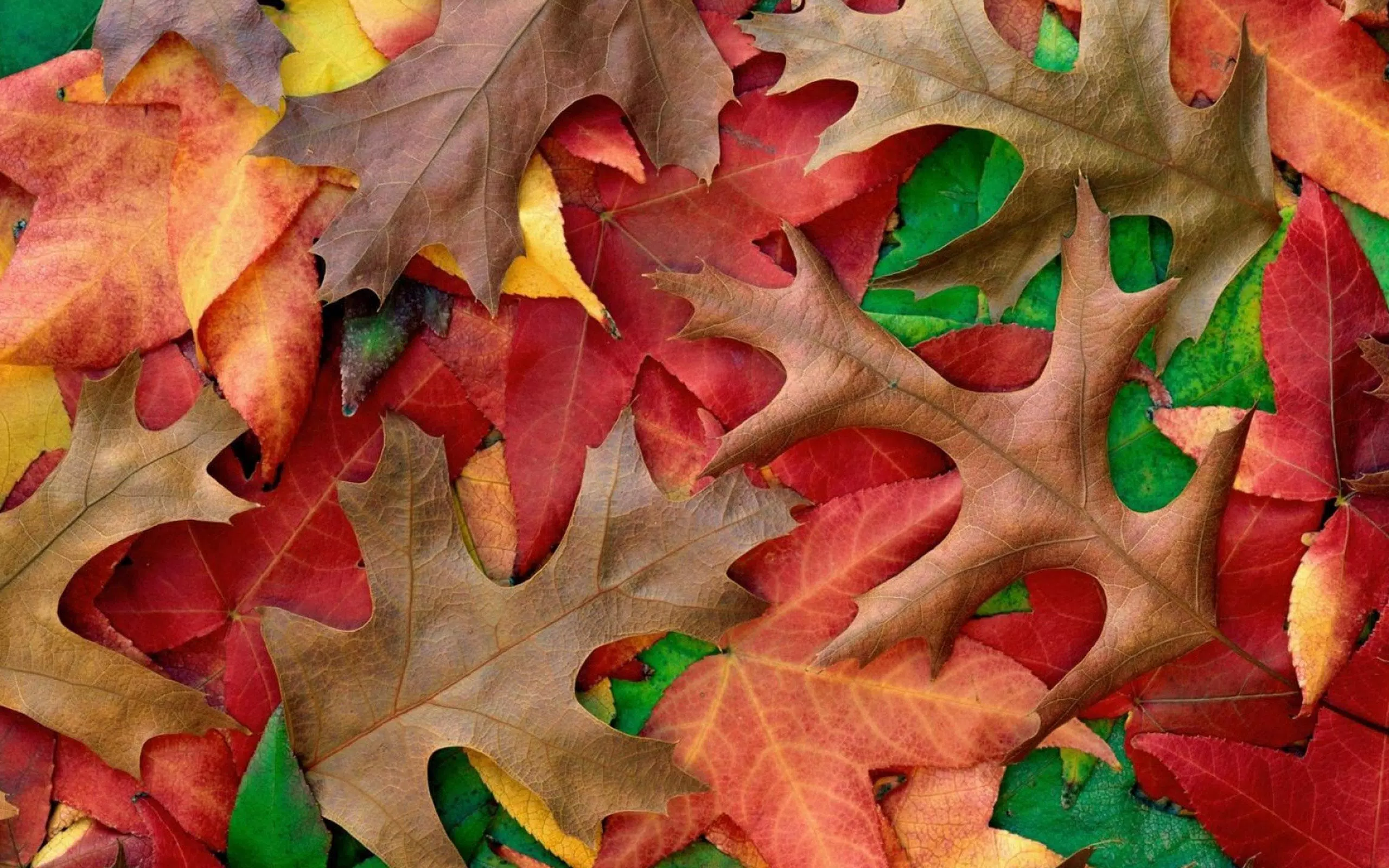 Herbst Kostenlos Hintergrundbild 2560x1600. Herbst Live Hintergründe APK Für Android Herunterladen