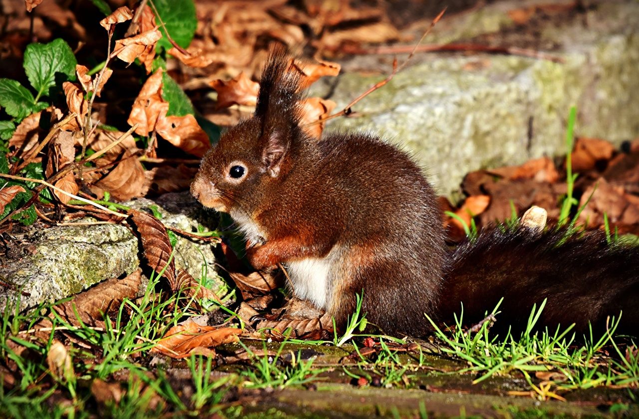 Herbst Kostenlos Hintergrundbild 1280x840. Desktop Hintergrundbilder Eichhörnchen Herbst Tiere
