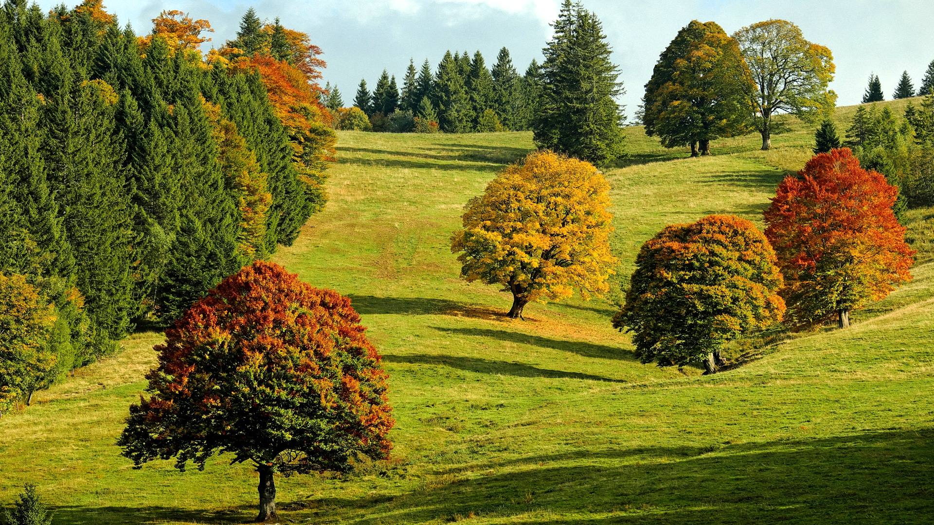Herbst Kostenlos Hintergrundbild 1920x1080. Natur Herbst Hintergrundbilder HD