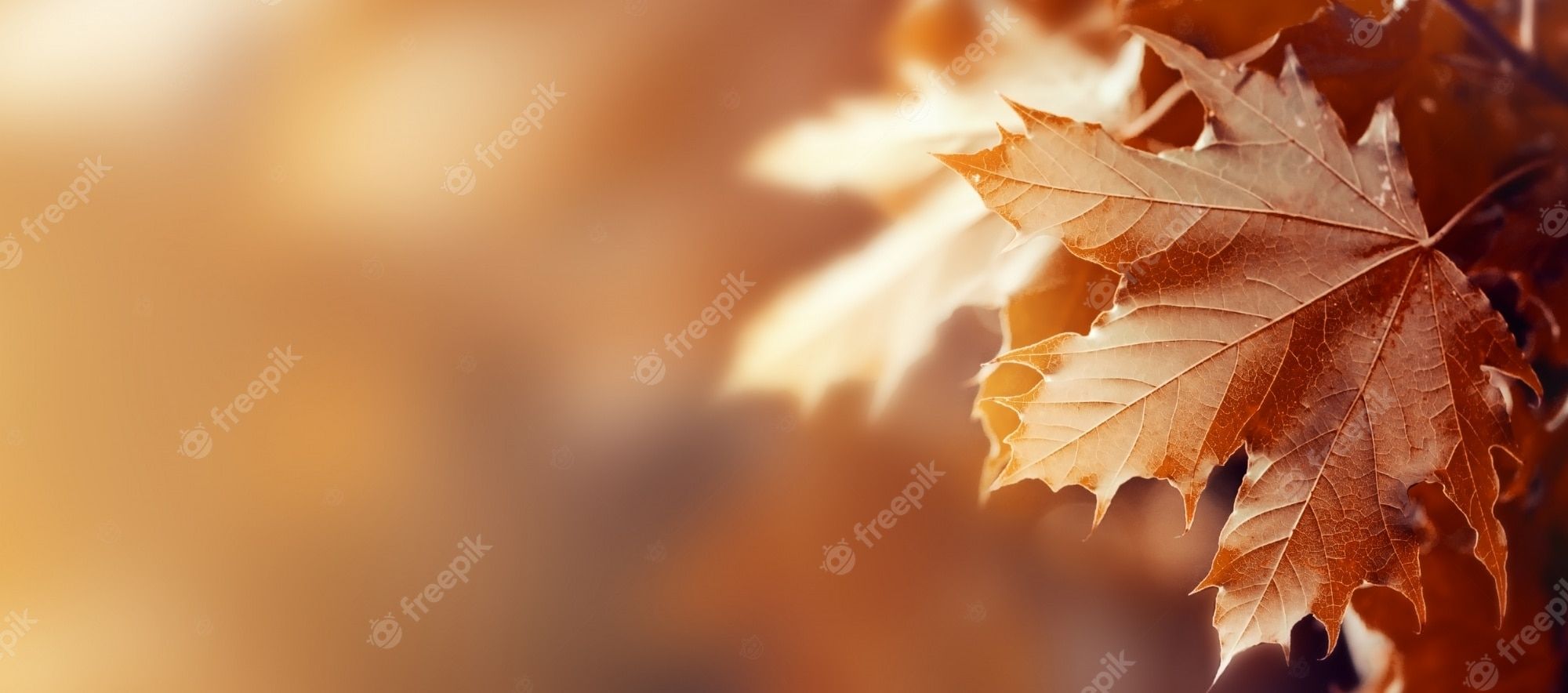 Herbst Kostenlos Hintergrundbild 2000x884. Hintergrund Herbst Bilder Download auf Freepik