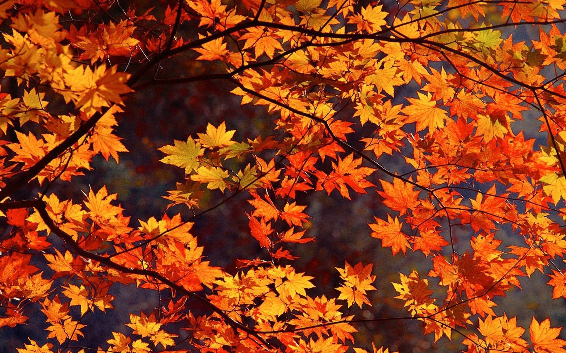 Herbst Hintergrundbild 1920x1200. Herbst Wallpaper Free Herbst Background