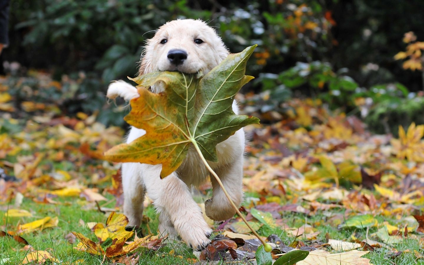 Herbst Kostenlos Hintergrundbild 1440x900. Hintergrundbild für Handys: Tiere, Blätter, Hunde, Herbst, 15460 Bild kostenlos herunterladen