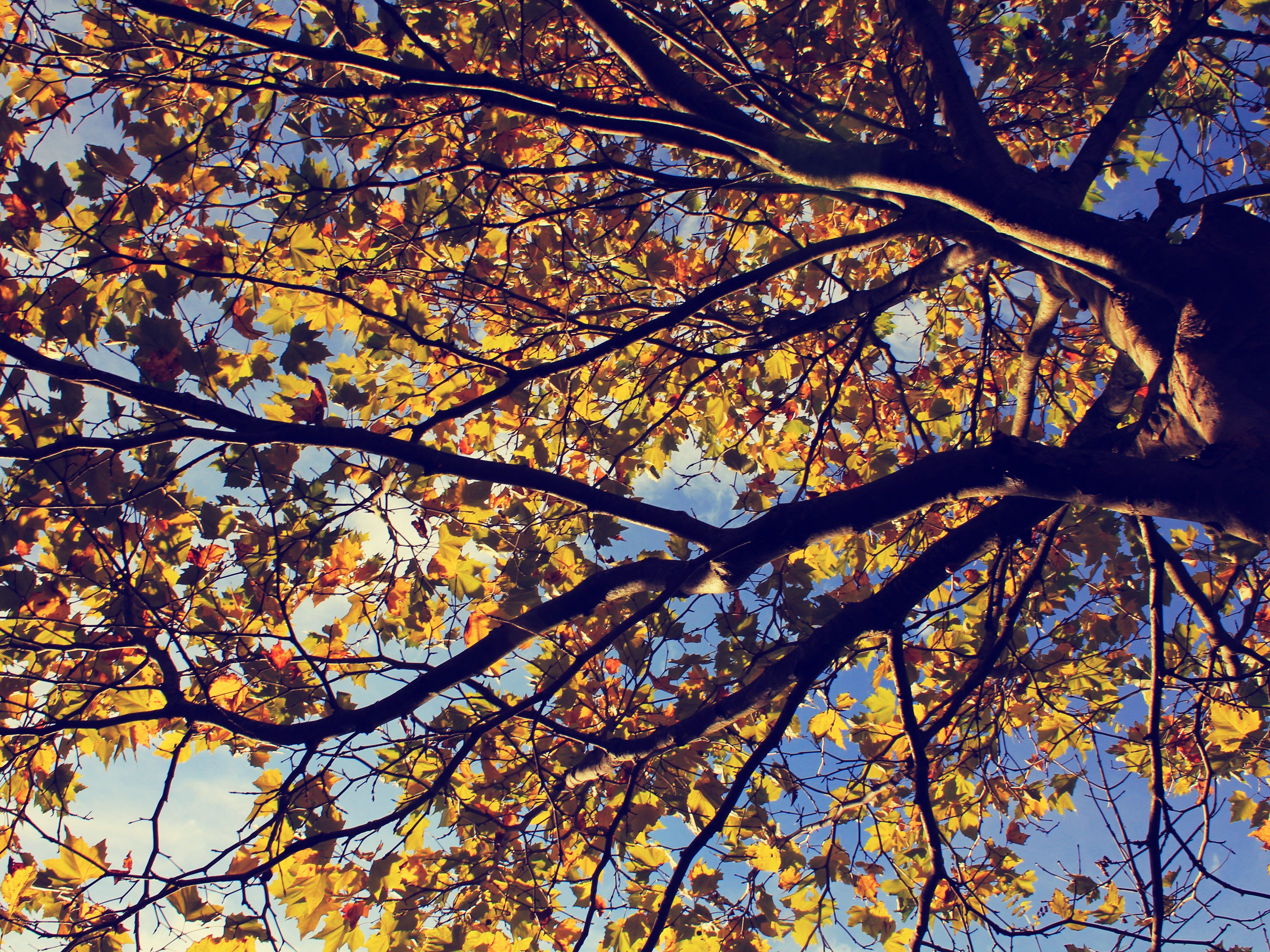 Herbst Kostenlos Hintergrundbild 4000x3000. Natur Texturen und lizenzfrei