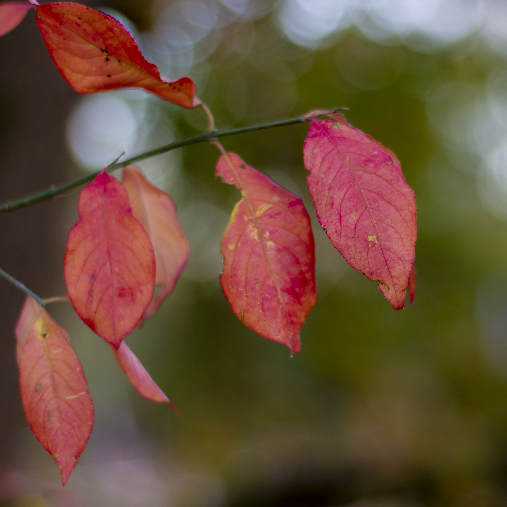 Herbst Kostenlos Hintergrundbild 2048x2048. Hintergrundbilder. Rote Blätter im Herbst