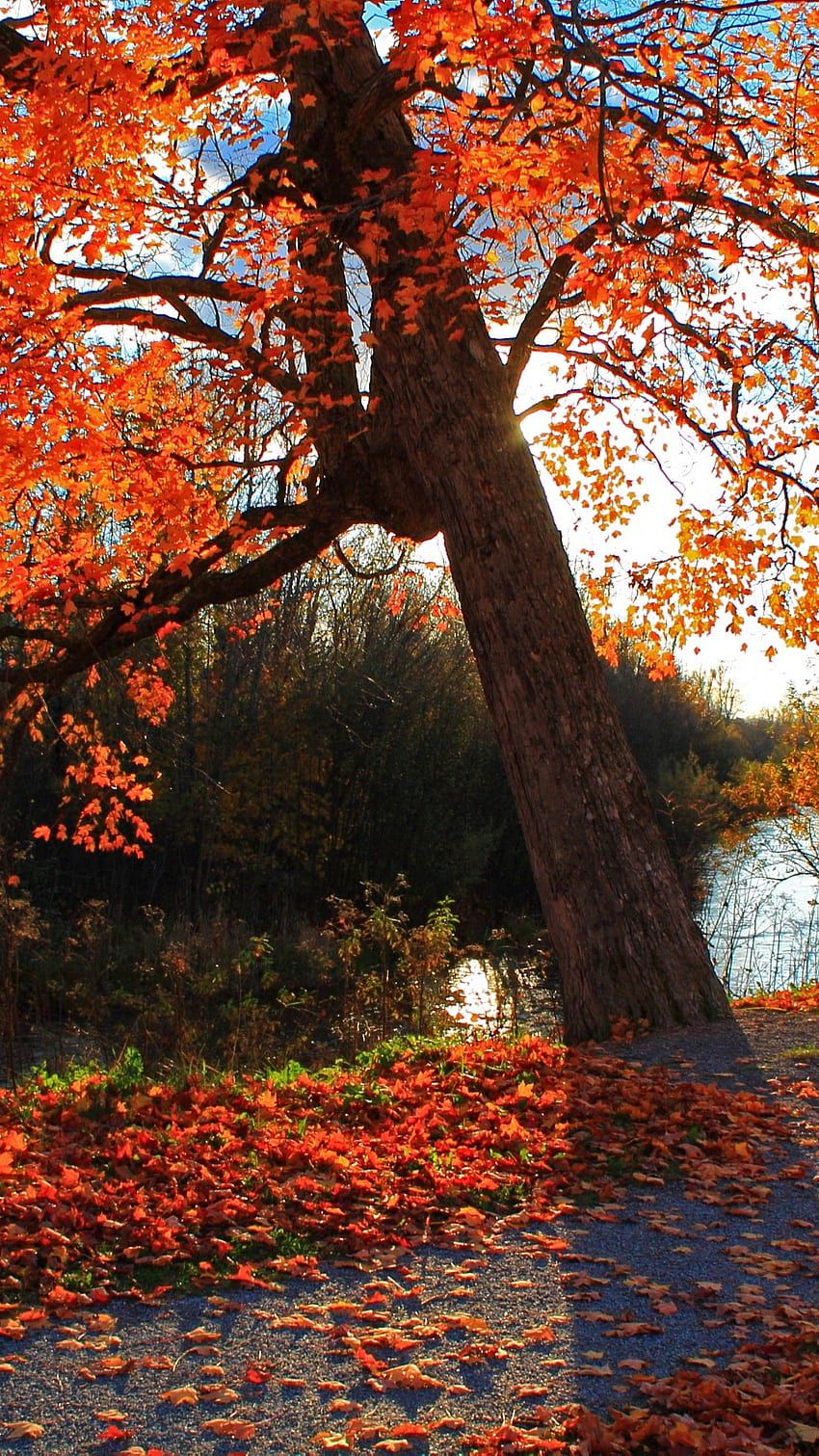 Herbst Kostenlos Hintergrundbild 850x1511. AutumnSebastian Nebel, Herbst HD wallpaper