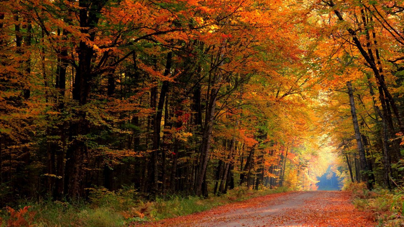 Herbst Kostenlos Hintergrundbild 1333x750. Kostenlose Hintergrundbilder Herbst, Natürlichen Umgebung, Naturlandschaft, Baum, Menschen in Der Natur, Bilder Für Ihren Desktop Und Fotos