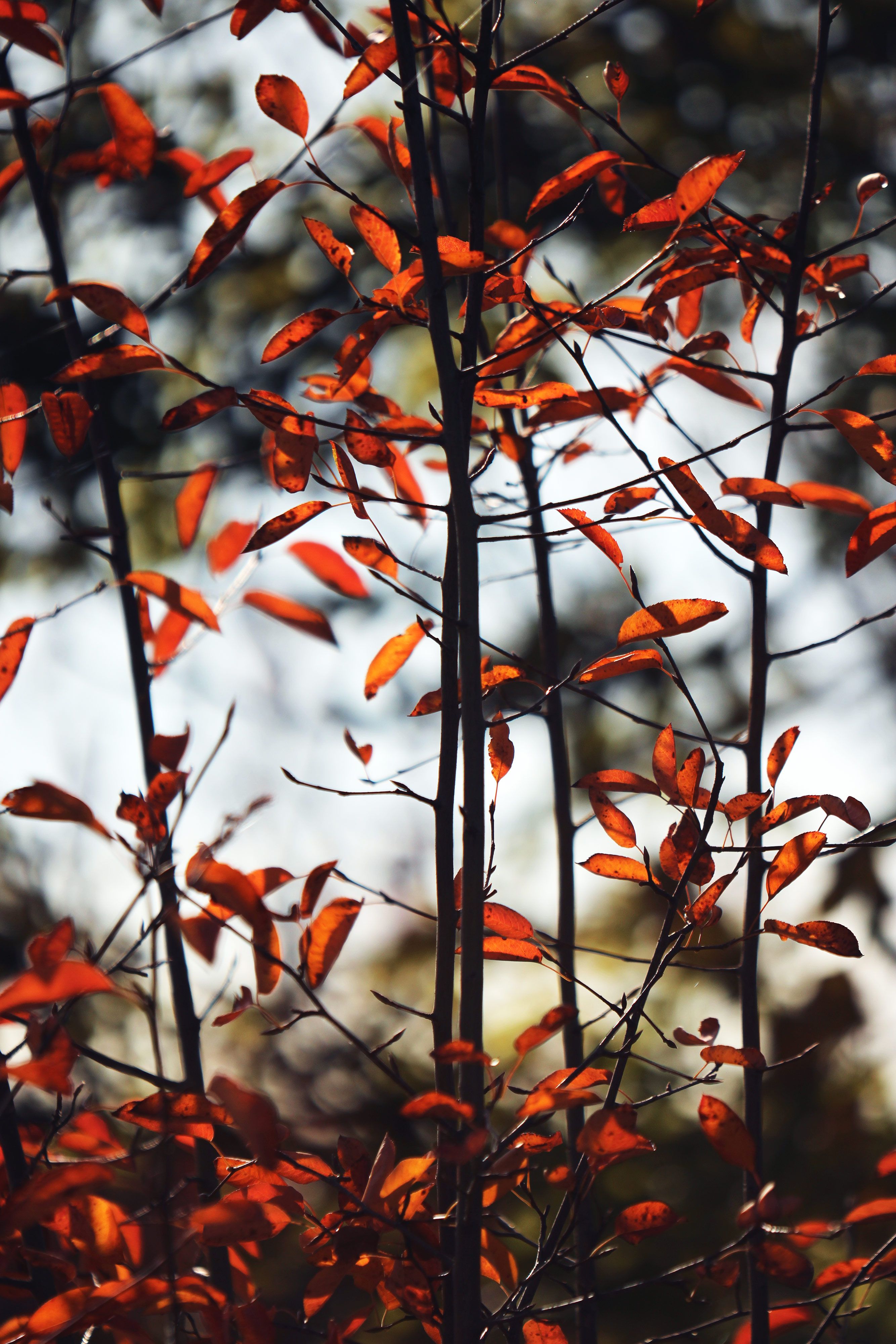 Herbst Kostenlos Hintergrundbild 2667x4000. Natur Texturen und lizenzfrei