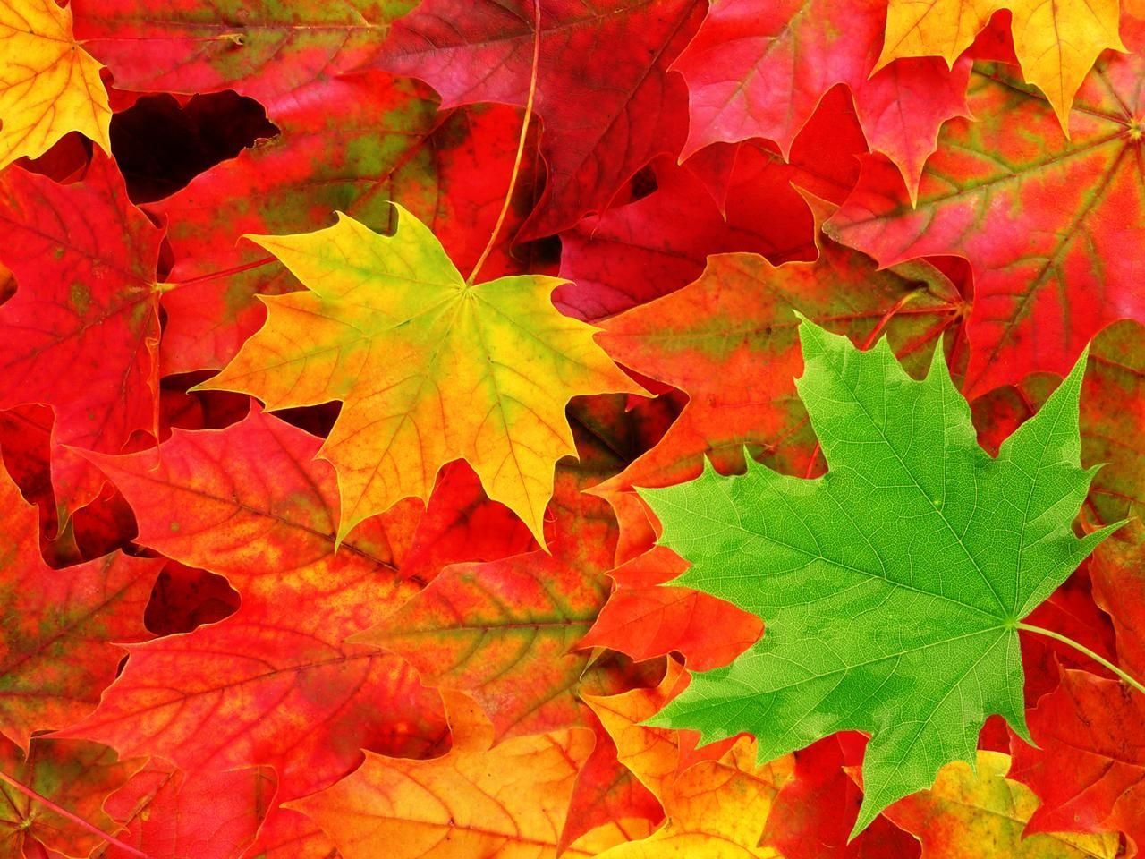 Herbst Kostenlos Hintergrundbild 1280x960. Jetzt Gratis Laden: Die 4 Schönsten Herbst Wallpaper
