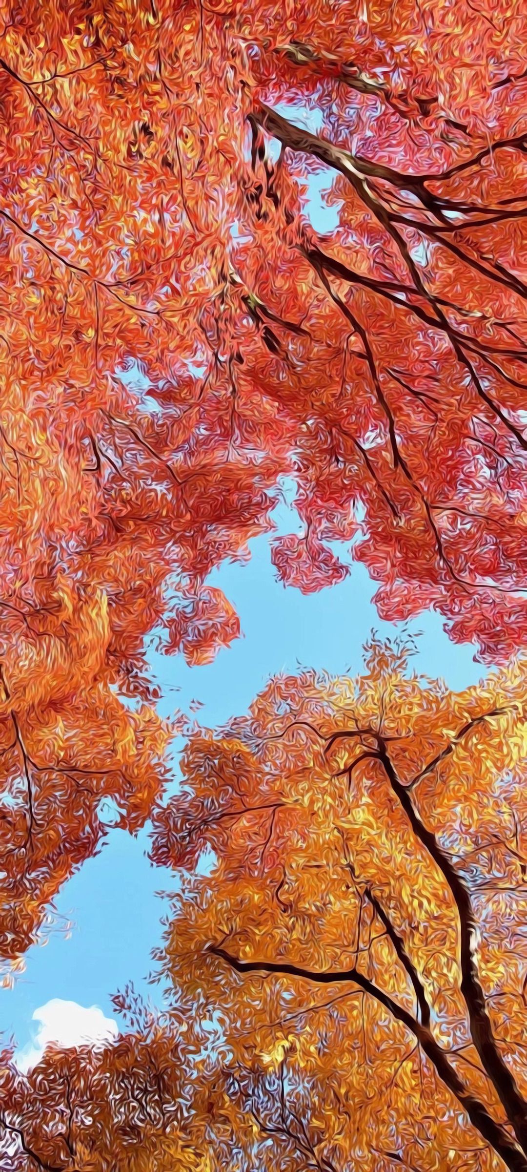 Herbst Kostenlos Hintergrundbild 1080x2400. Kostenlose Hintergrundbilder Maple Leaf, Herbst, Baum, Zweig, Stamm, Bilder Für Ihren Desktop Und Fotos