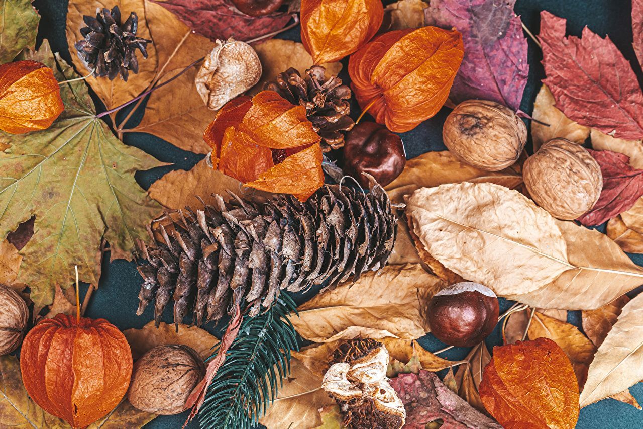 Herbst Kostenlos Hintergrundbild 1280x853. Desktop Hintergrundbilder Kastanien Blatt Natur Herbst Zapfen