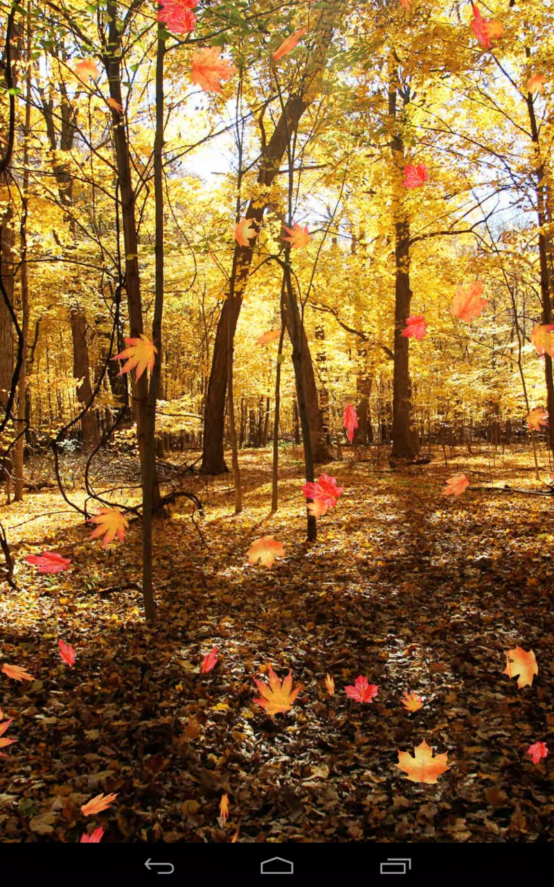 Herbst Kostenlos Hintergrundbild 800x1280. Herbst wallpaper APK für Android herunterladen