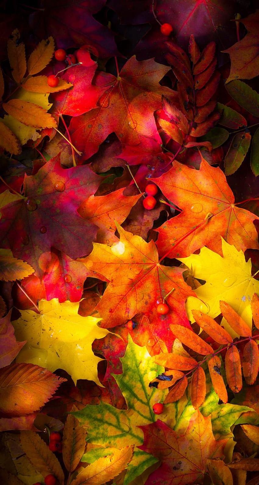 Herbst Kostenlos Hintergrundbild 850x1590. Herbst HD wallpaper