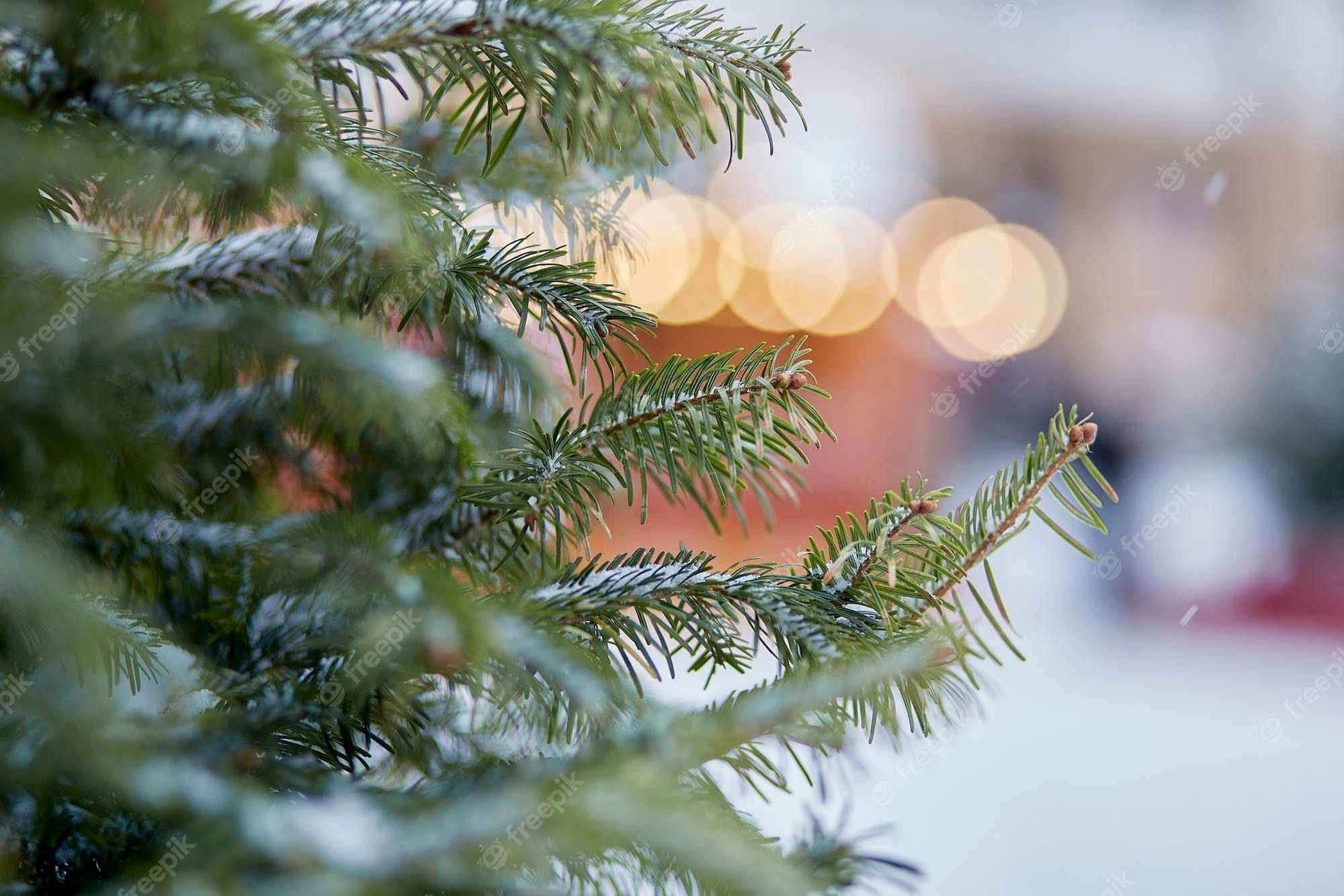  Fröhliche Hintergrundbild 2000x1333. Ästhetik schneebedeckter tannenbaum draußen mit bokeh am verschneiten tag frohe weihnachten und frohe feiertage hintergrund