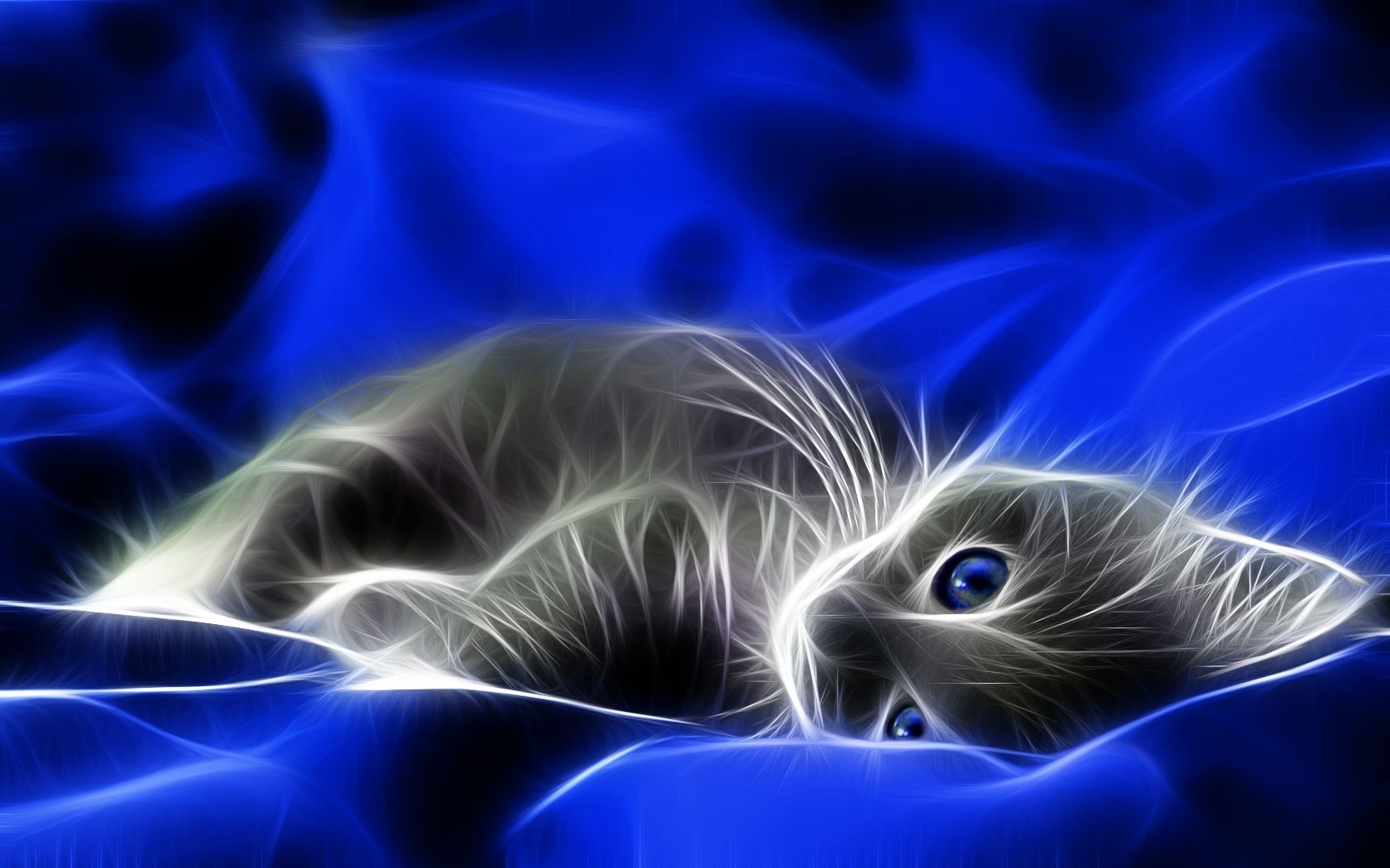  Bildschirm Hintergrundbild 1680x1050. Katzen Hintergrundbilder für den Desktop, kostenlose Katzen Bilder und Hintergründe für PC herunterladen