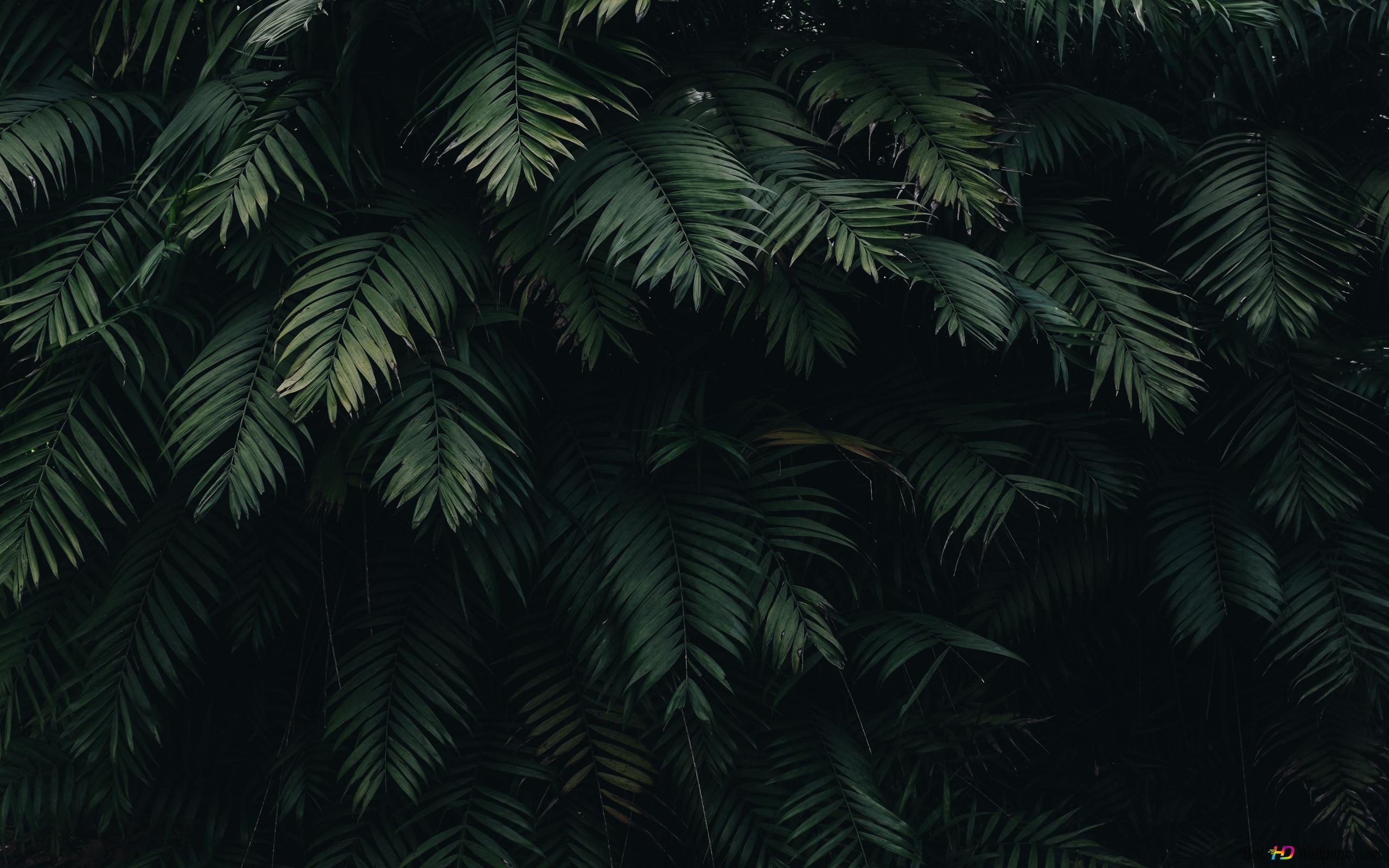  Grüne Hintergrundbild 2560x1600. grüne Blätter mit schwarzem Schatten 4K Hintergrundbild herunterladen
