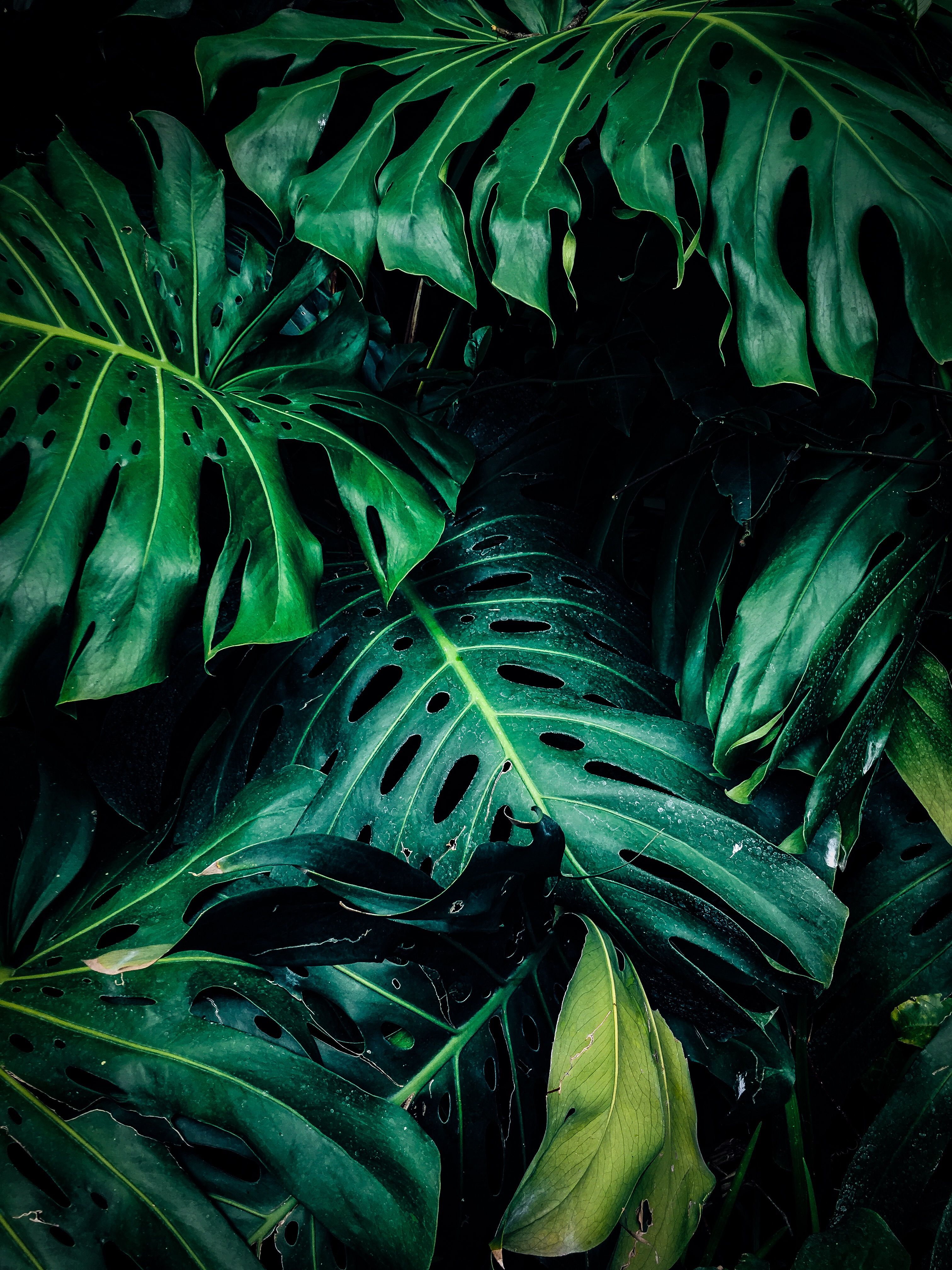  Grüne Hintergrundbild 3024x4032. Nahaufnahmefoto Der Grünblättrigen Pflanze · Kostenloses Stock Foto