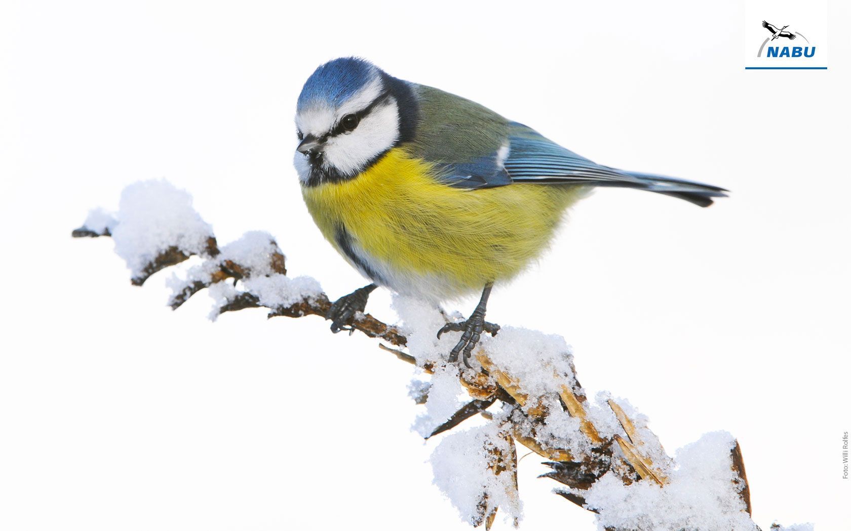  Winter Tiere Hintergrundbild 1680x1050. Bildschirmhintergründe Wintervögel
