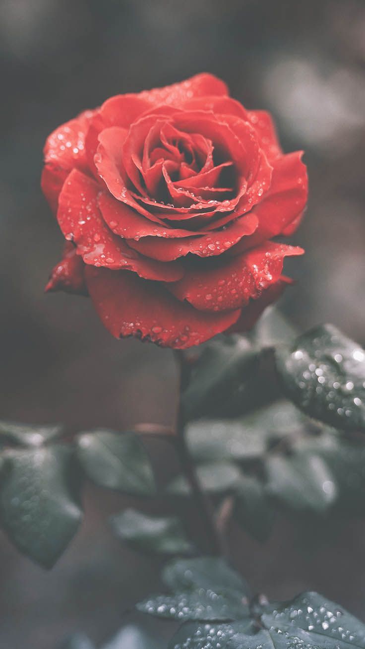  Hochformat Hintergrundbild 736x1308. Romantic Roses iPhone X Wallpaper. Preppy Wallpaper. Wallpaper iphone roses, iPhone wallpaper vintage, Red roses wallpaper