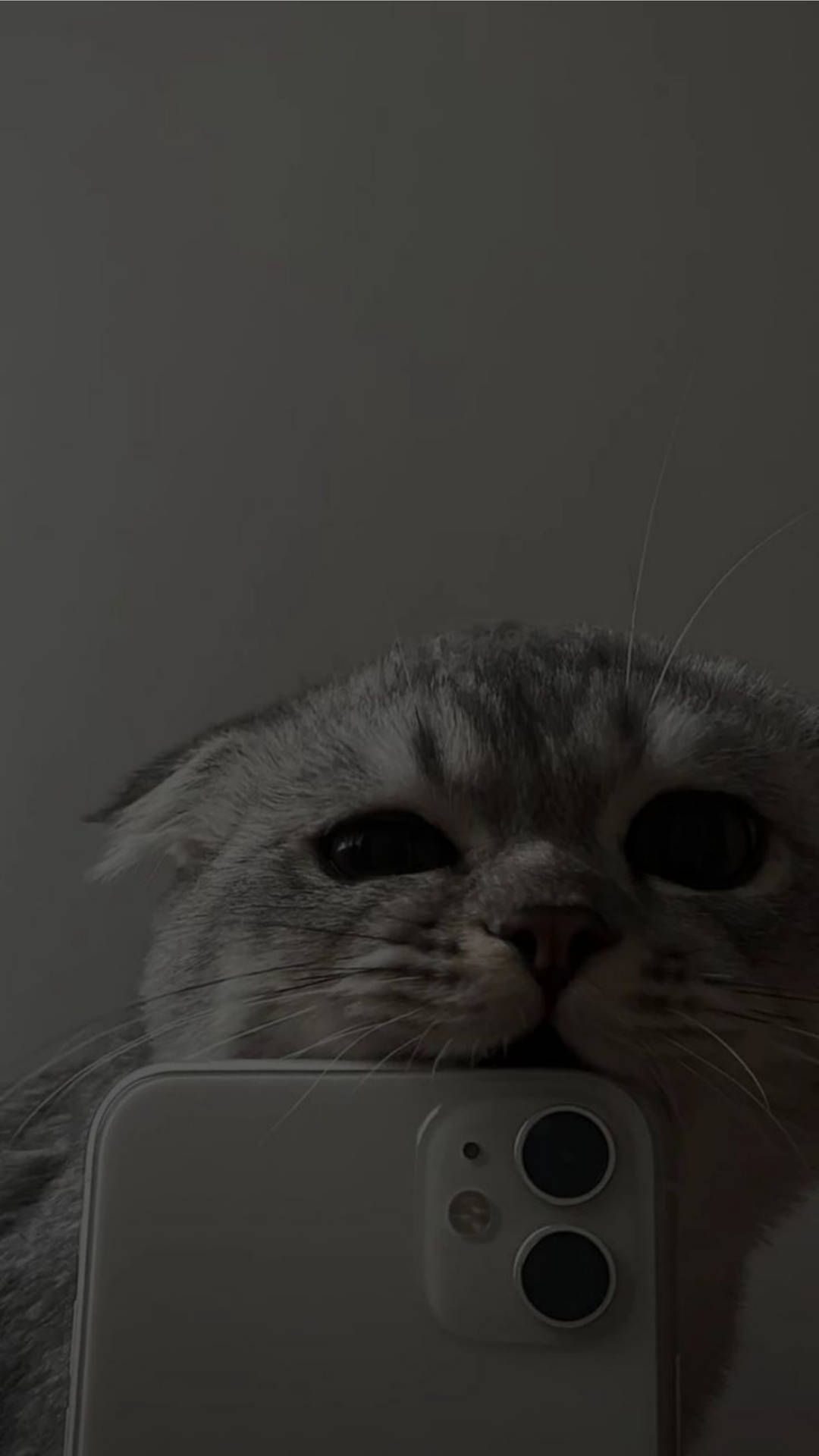  Katzen Hintergrundbild 1080x1920. Downloaden Süßes Katzen-ästhetisches Beißen iPhone 11 Wallpaper