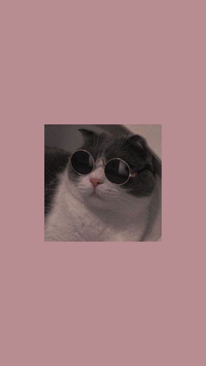  Katzen Hintergrundbild 720x1280. Ira on Обои для телефона. Funny cat wallpaper, Cat wallpaper, Cute cat wallpaper